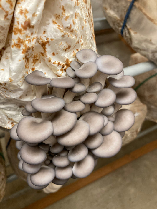 1/2 lb. Dried Oyster Mushrooms