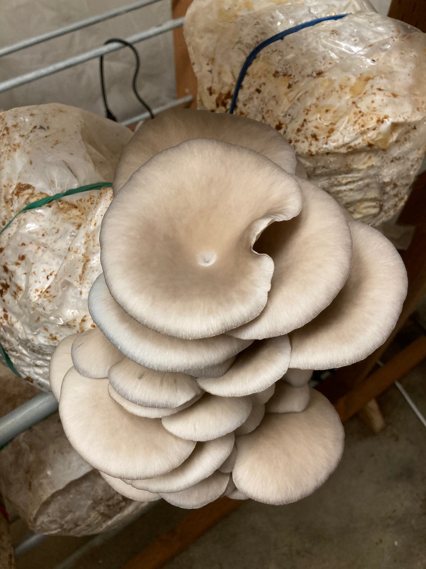1/2 lb. Dried Oyster Mushrooms