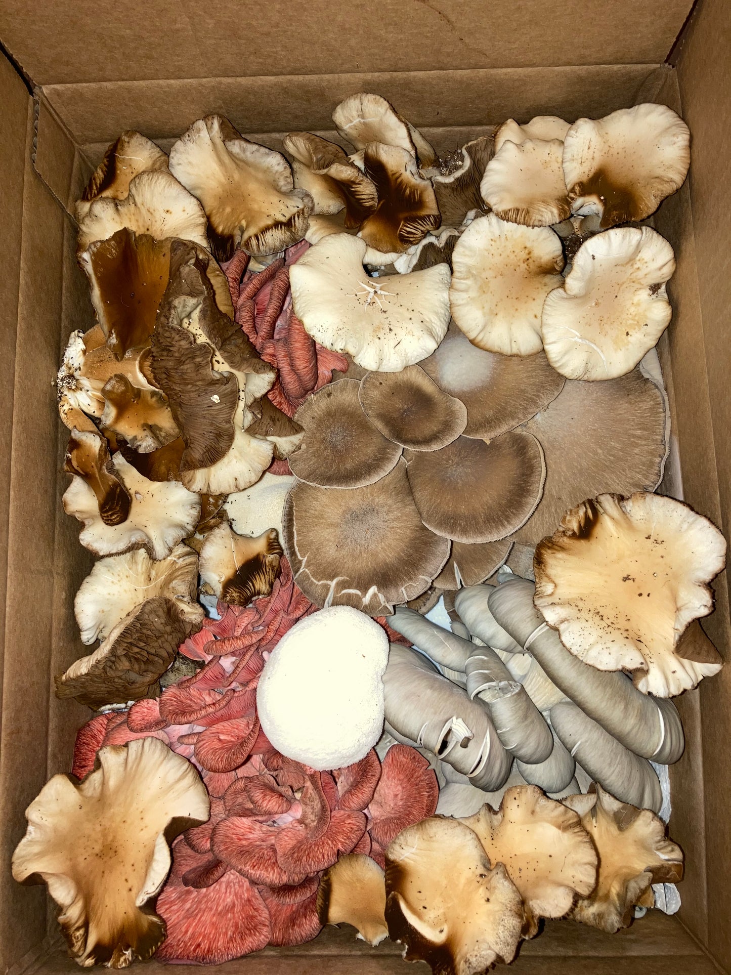 1/2 lb. Dried Oyster Mushrooms