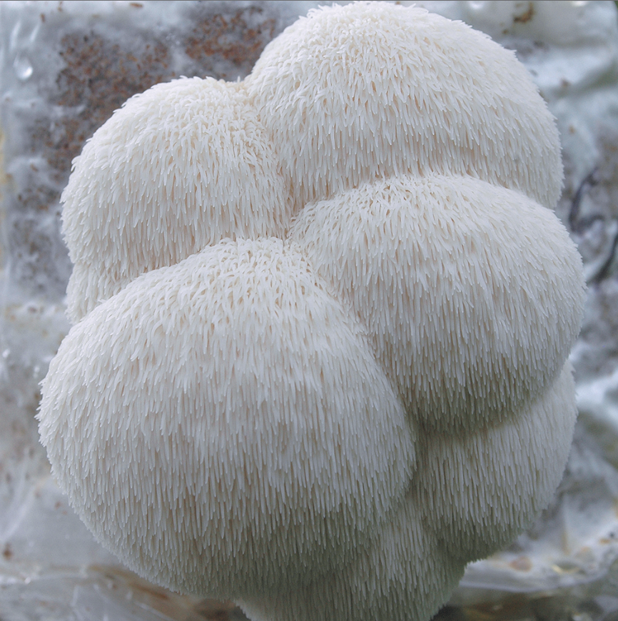 Dried Lion's Mane