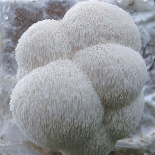 Dried Lion's Mane