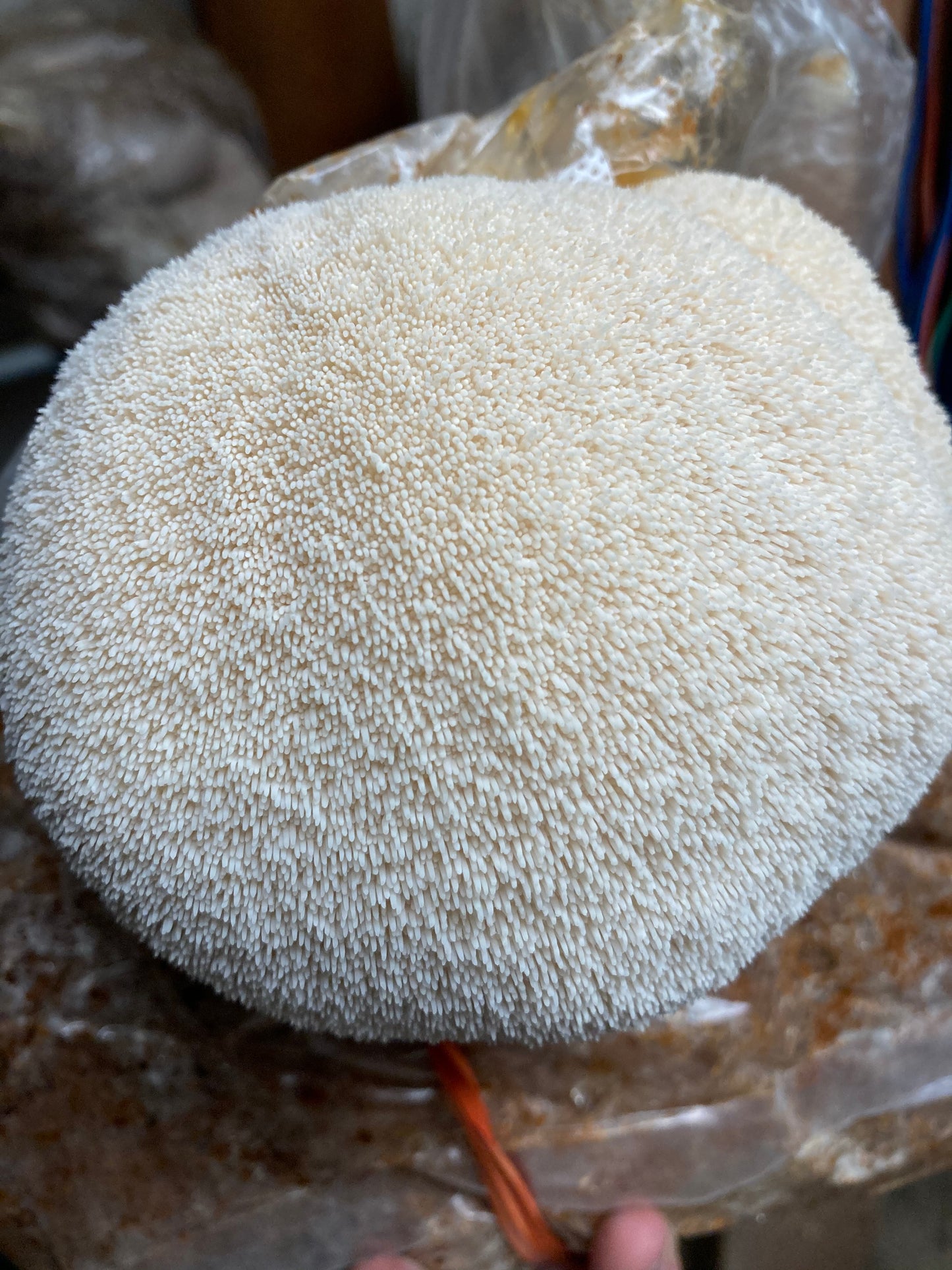 Dried Lion's Mane