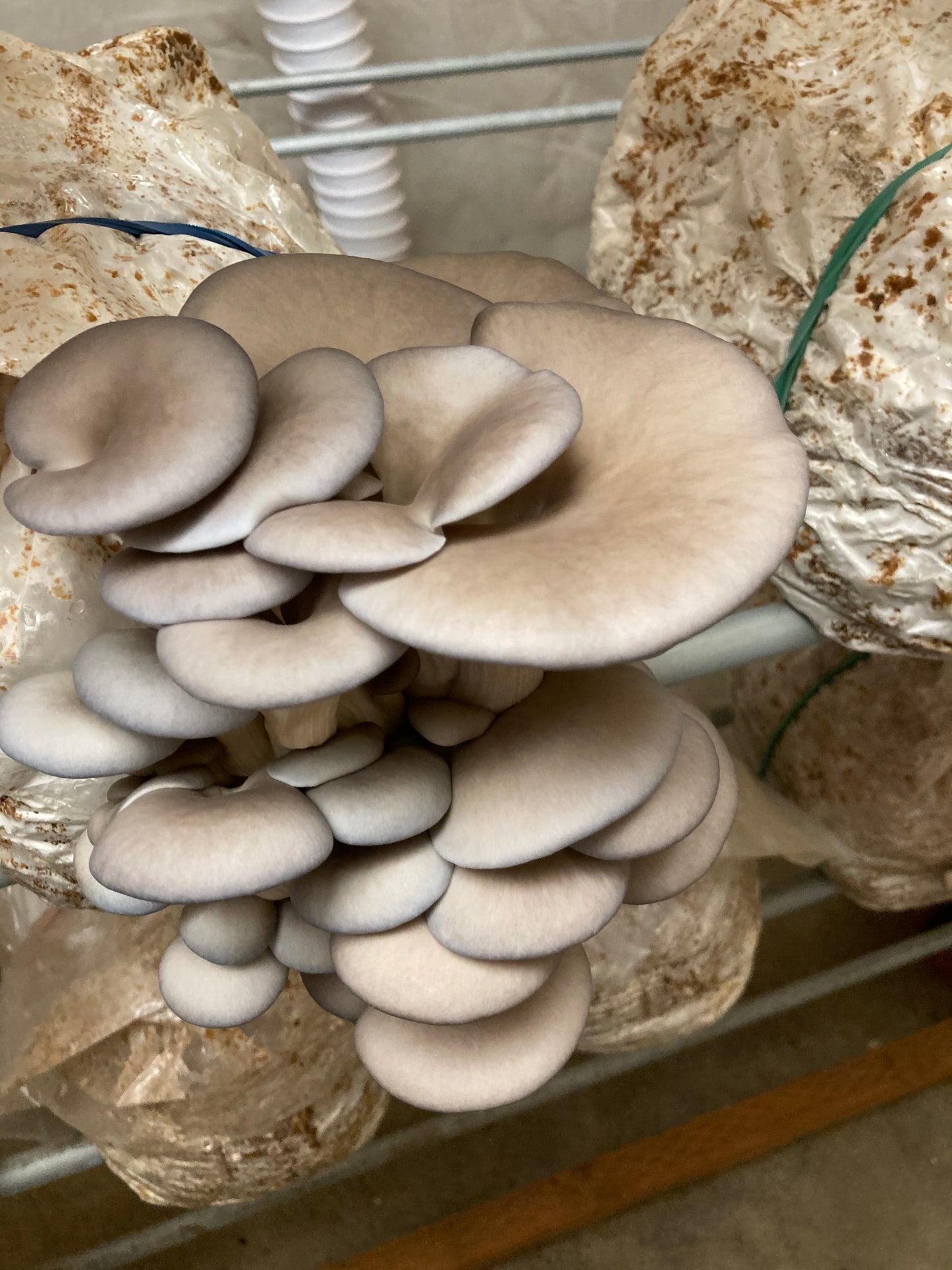 1/2 lb. Dried Oyster Mushrooms